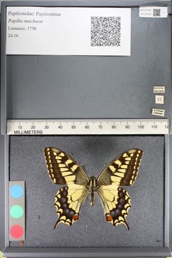 Media type: image;   Entomology 137074